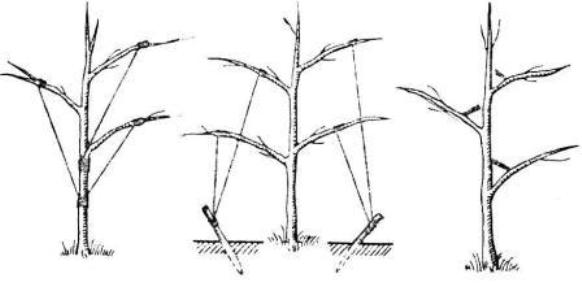 Formation of the crown of a young tree