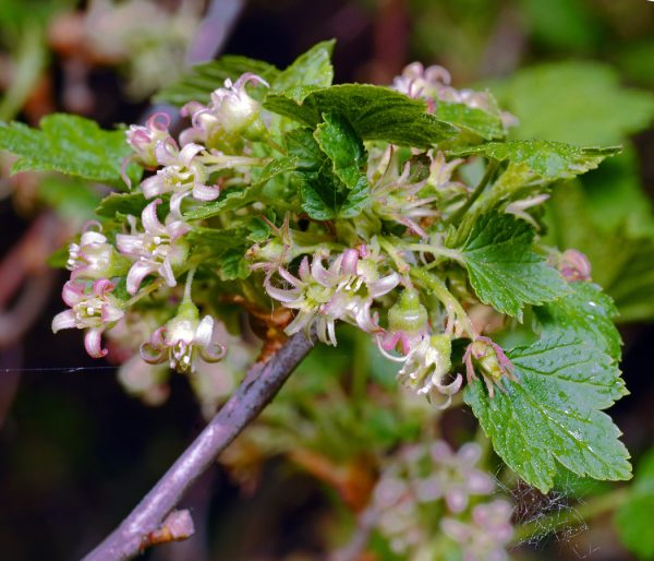 Black currant flowers, affected by terry