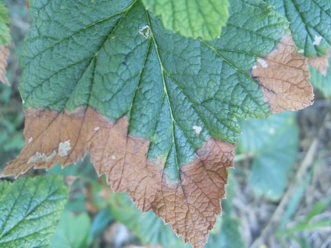 Currant leaf affected by marginal necrosis