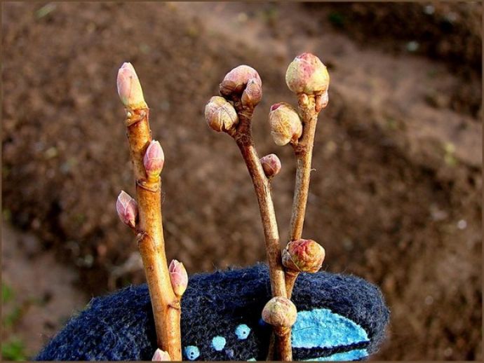 Healthy and kidney mite affected blackcurrant buds