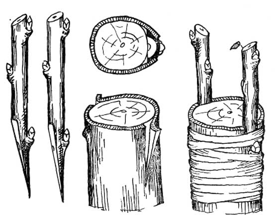 Grafting under the bark or in the butt