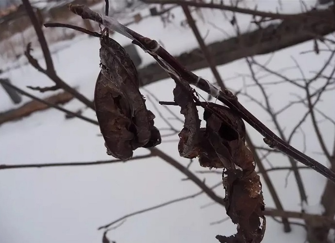 Dry leaves on the tree in winter