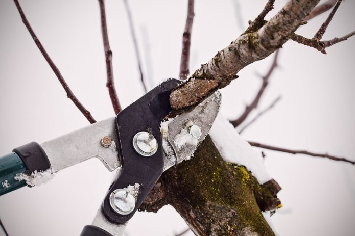 Pruning trees in winter