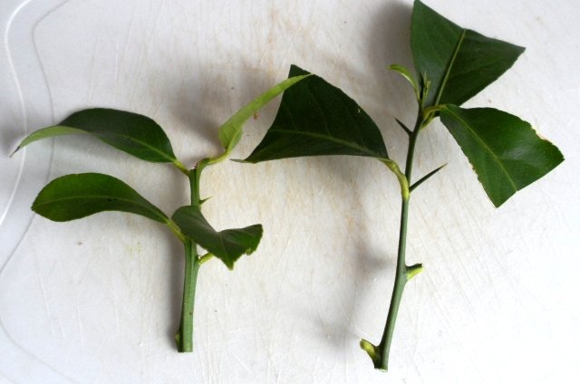 Lemon cuttings