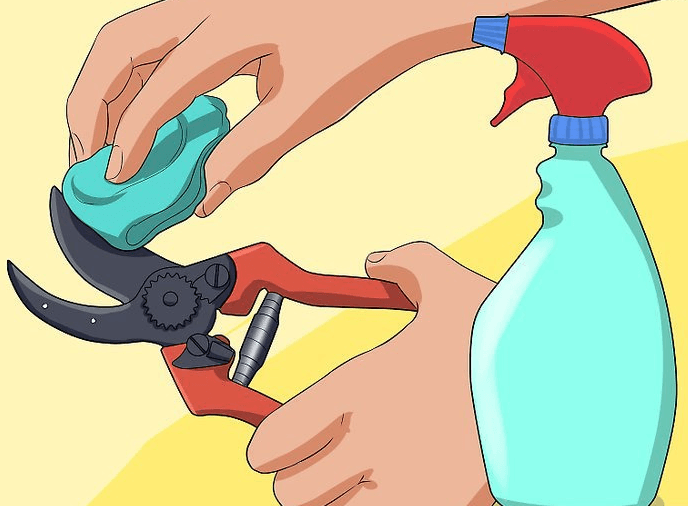 Disinfecting the pruner before pruning behavior