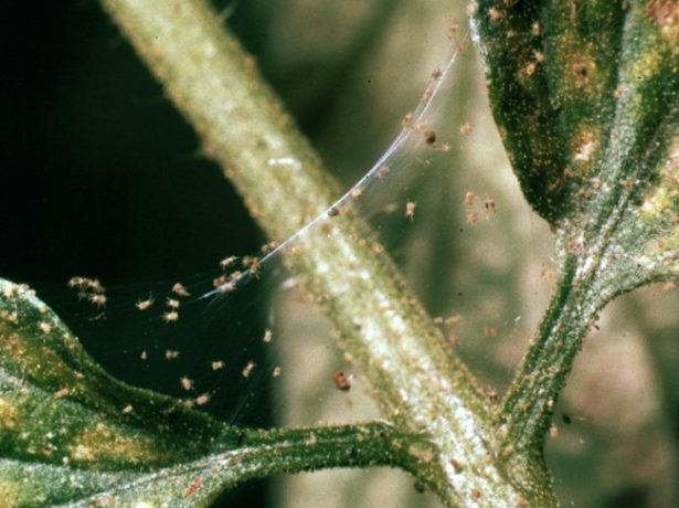 Spider mite on leaves