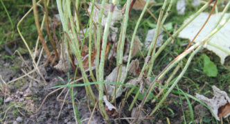 Raspberry bush affected by overgrowth