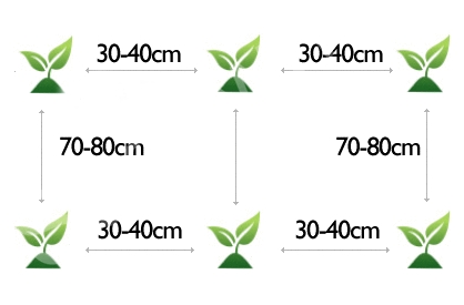Horseradish planting scheme