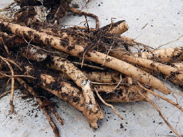 planting horseradish before winter