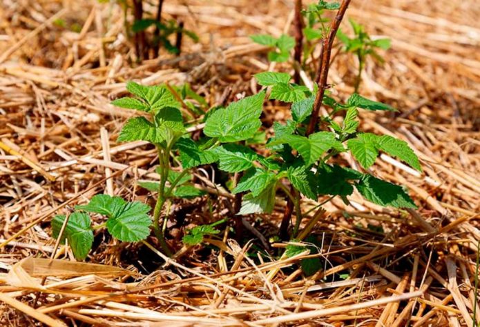 Blackberries under mulch