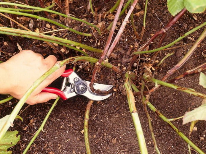 Pruning blackberries