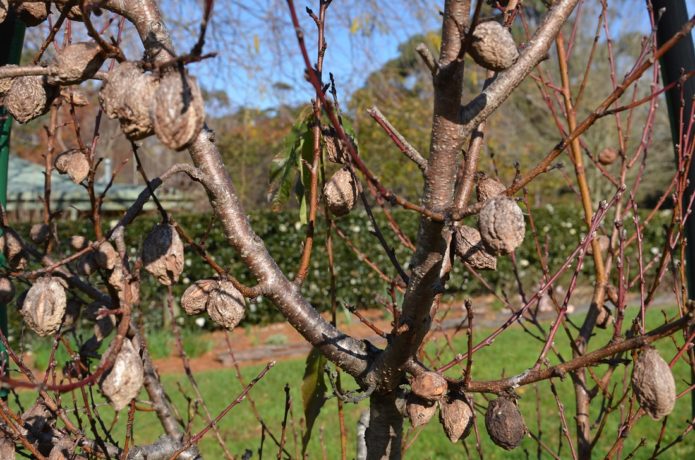Mummified fruit on a peach tree