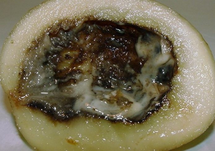 Wet Potato Rot