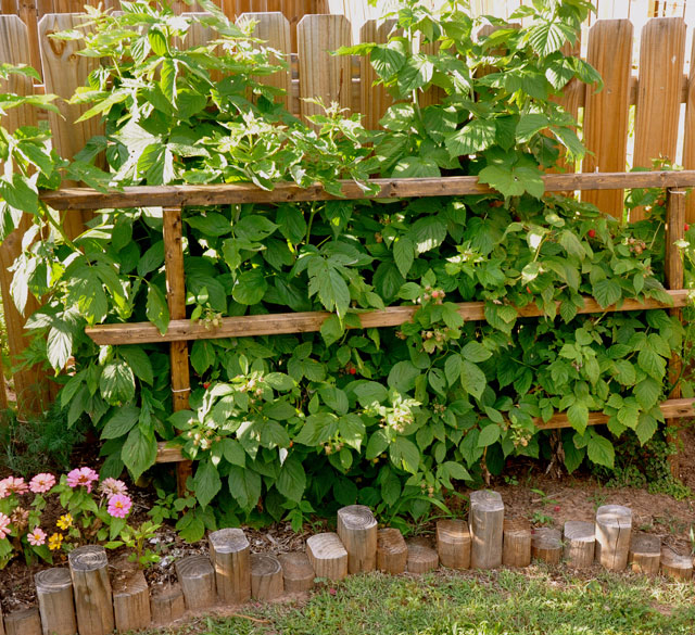 Raspberries by the fence