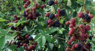 Thornfree Blackberry Thornless Blackberry