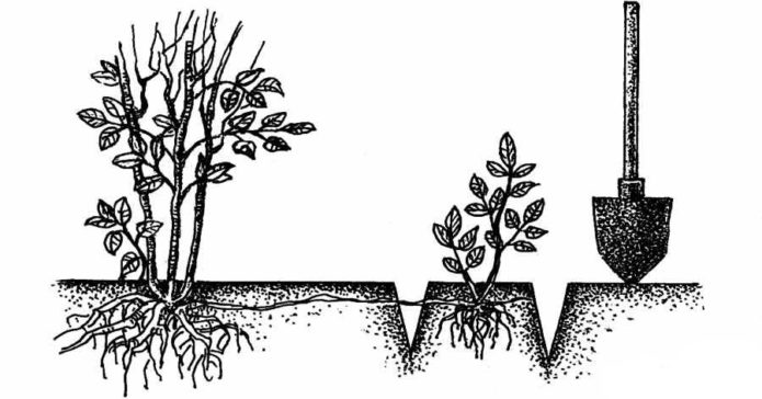 Partial bush separation scheme