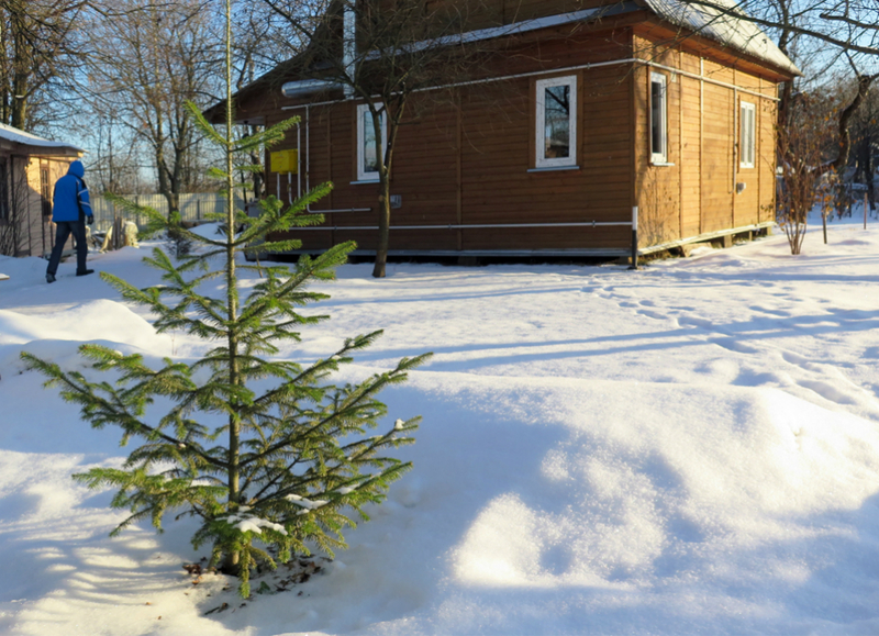 Lunar sowing calendar for January 2019: tips for the gardener and the gardener