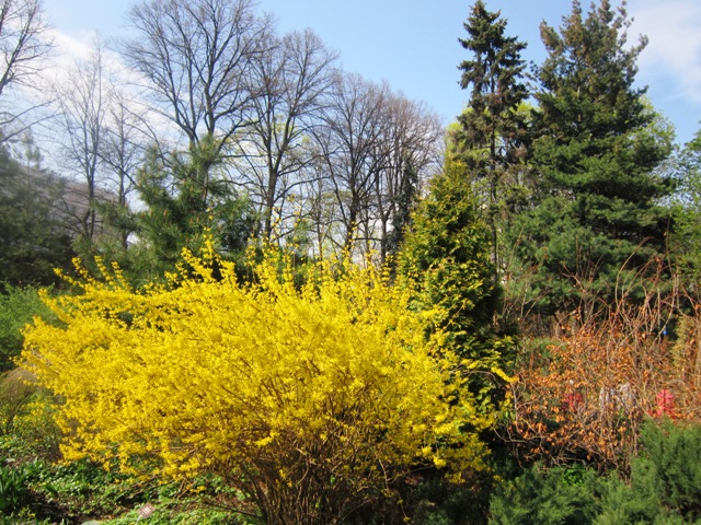 Forsythia ovoid