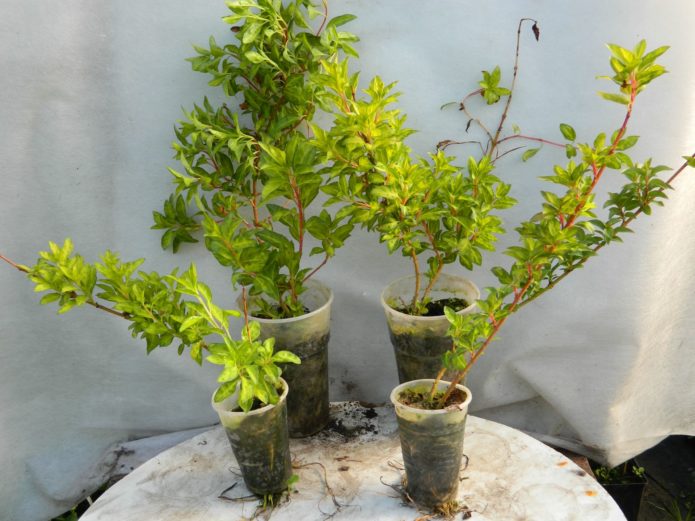 Young forsythia for planting in open ground