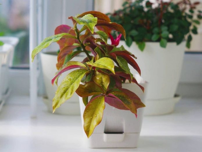 Young pereski in a white pot