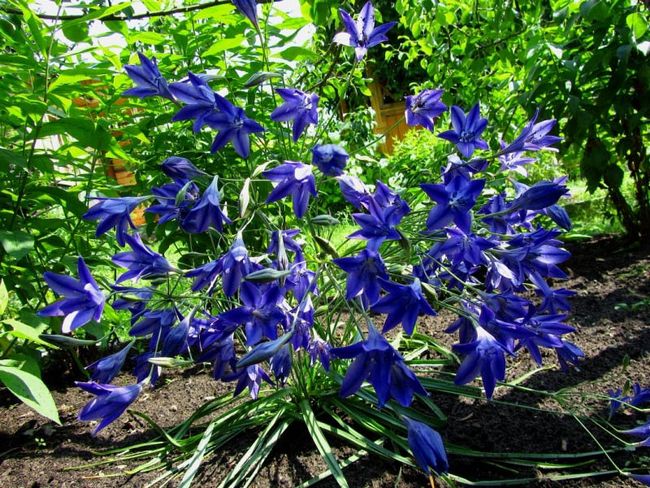 Blue brodieya con fabiola