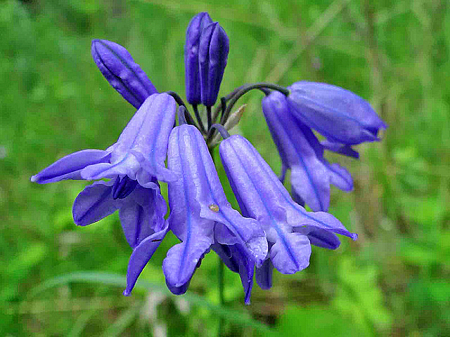 Blue brodieya con fabiola