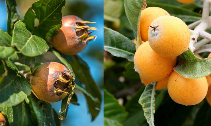 Medlar Germanic and Japanese