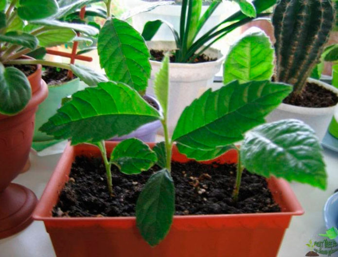 Medlar on the windowsill