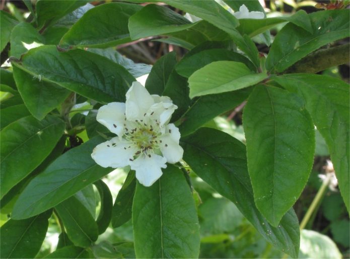 Medlar Caucasian flowering