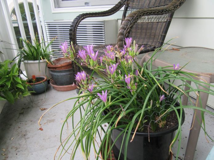 Brodieya potted outdoors