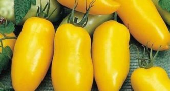 Banana variety yellow