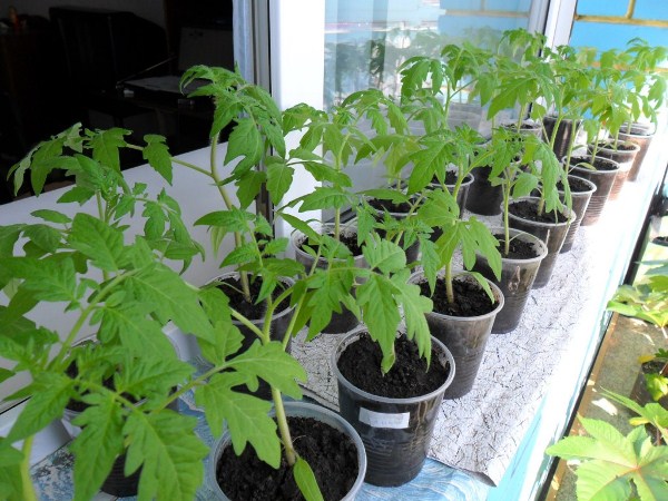 Seedlings of banana tomatoes