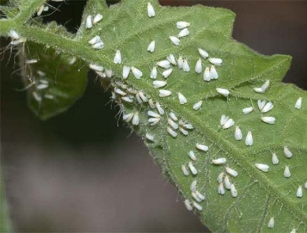 Whitefly on plant leaves