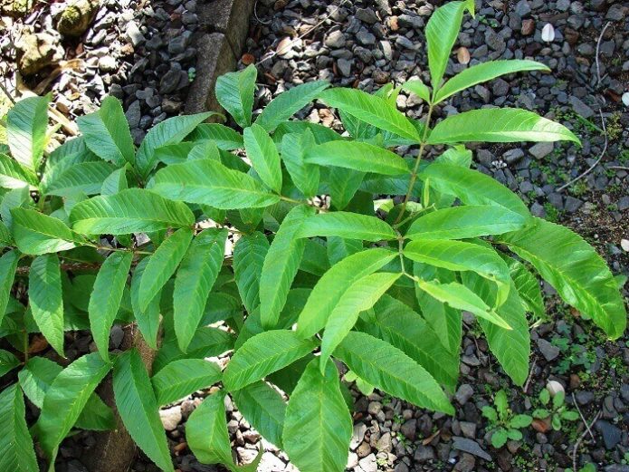 Young shoots of tekoma