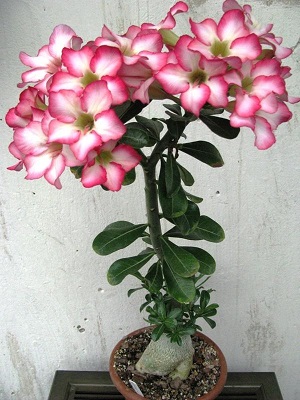 Adenium multiflorous