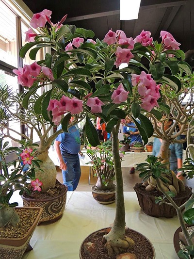 Adenium bohminaum