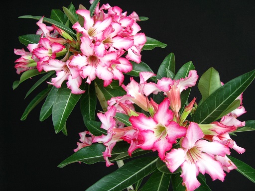 Adenium somali