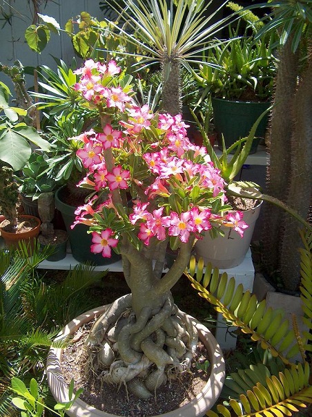 Adenium obese