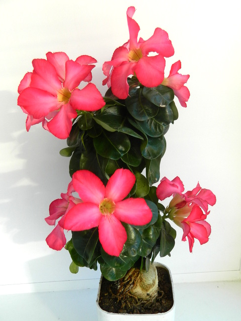 Adenium mini