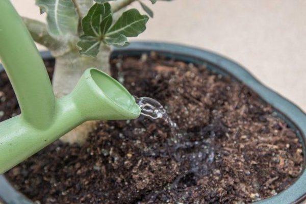 Watering Adenium