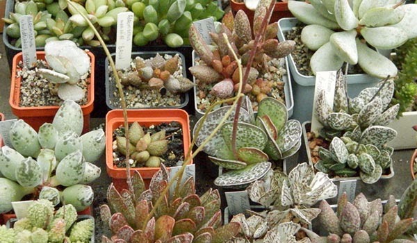 Different types of adromiscus