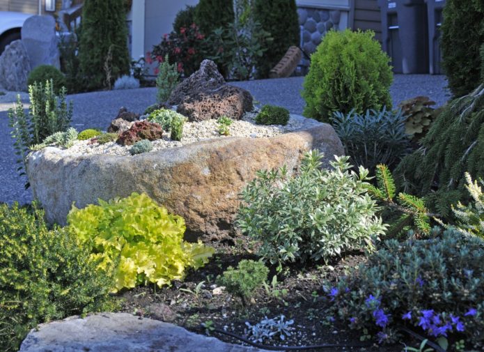 Felicia in landscape design