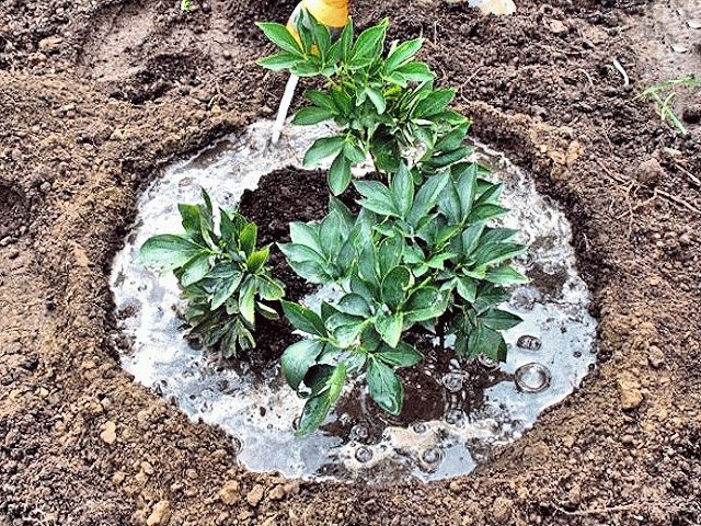 Feeding peonies