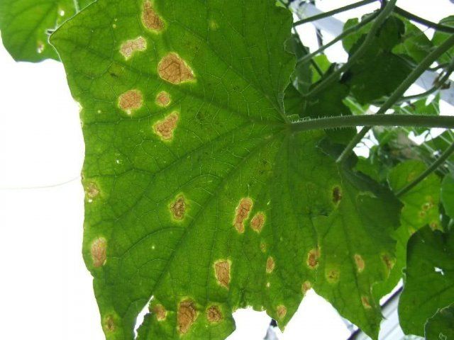 Signs of culture damage with powdery mildew