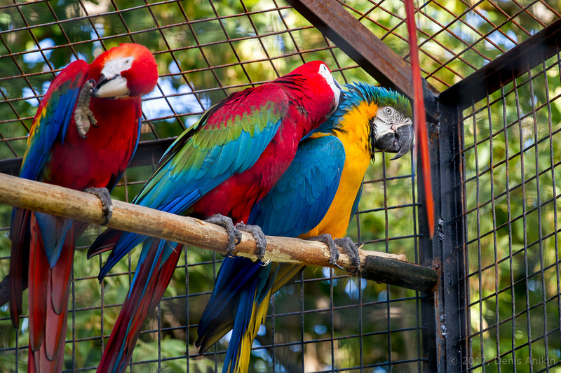 Macaw parrots in a cage