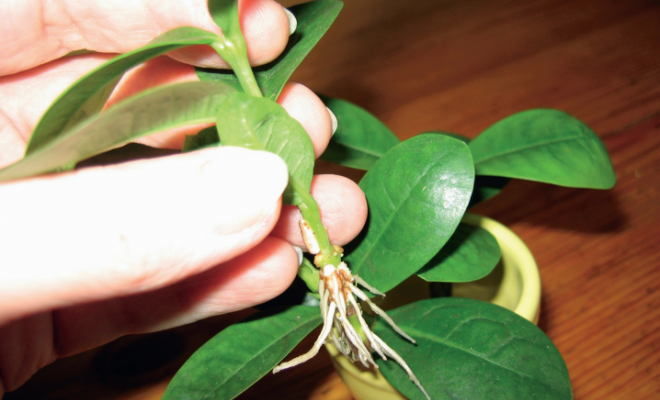 New roots on the handle