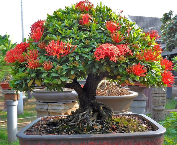 Ixora