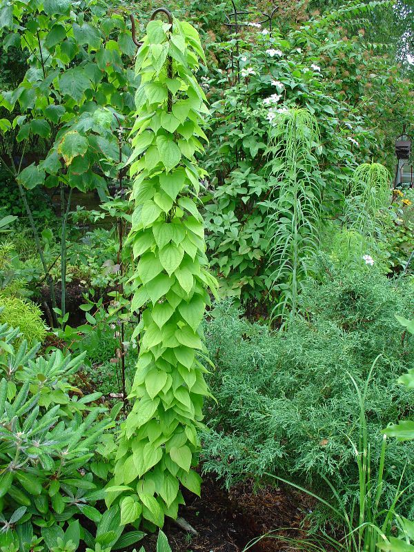 Dioscorea Kauk zietis Lieto ana Un Kontrindik cijas rstniecisk s 