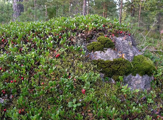 Bearberry in nature