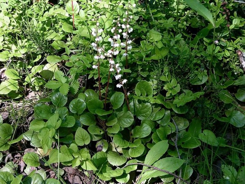 Round-leaved wintergreen